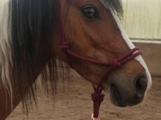 Sprzedam wałacha kuca