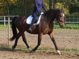 klacz do sportu rekreacji