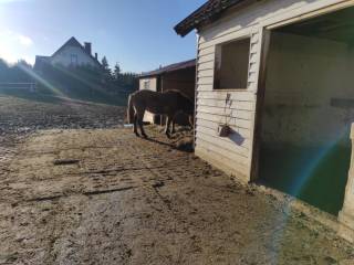 Wolnywybieg dla odsadka (TRÓJMIASTO, OKOLICE CHWASZCZYNA)