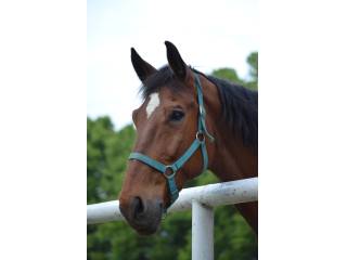 Wałach na sprzedaż