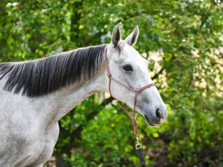 Wałach 2,5 roku po Corazon NW