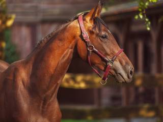 Klacz po og. For Cassius, 2023 rok