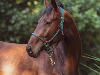 Cirro Z (po Coriano's Ass) – obiecujący wałach rasy Zangersheide, doskonale zbudowany, skoki, Wkkw