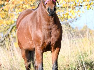 Śliczna klacz w typie hucuła na sprzedaż