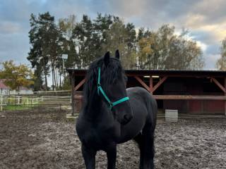 2-letni ogierek rasy fryzyjskiej po HOTZE FAN DE KOATEN