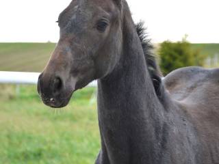 Ogierek po Drako de Maugre