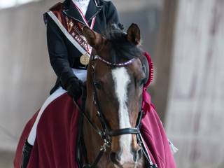 Sprzedam konia wszechstronnego