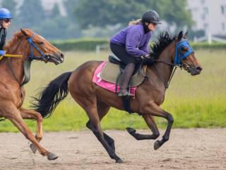 Klacz gniada, rekreacja, hodowla