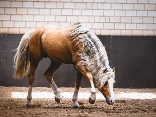 OKAZJA klacz 2,5 roku C grupa - duży potencjał skokowy