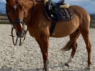 Wydzierżawię wałaszka