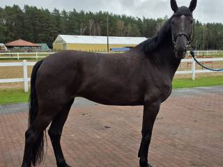 Super 5 letnia klacz