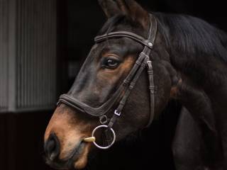 Wydzierżawię wałacha do skoków