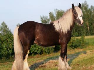 STANÓWKA 2026- ogier Gypsy cob, irish cob, tinker