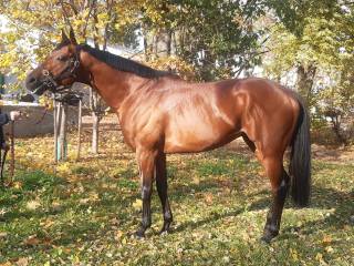 Piękny duży ogier Pełnej Krwi Angielskiej - Louisville