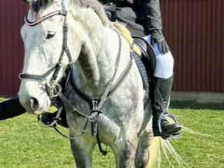 Dzierżawa wałacha 2/3 dni w tygodniu