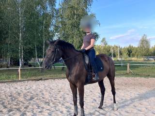 Sprzedam wysoką klacz Zangersheide do sportu