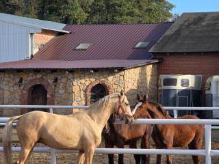 Sprzedam wałaszka ur 2023