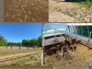 Przepiękna stajnia niedaleko Poznania!