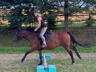 Grupa D - przyszłościowy KUC - klacz