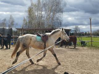 Siwa klacz dla ambitnego jeźdźca