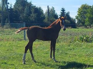 Ogierek po Face Time PS