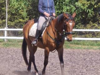 Piękny wałach trakeński