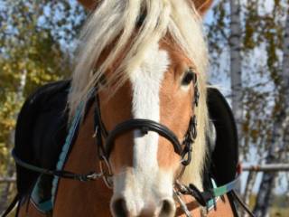 Ogier haflinger z licencją