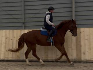 4,5letni walach po Cassilio