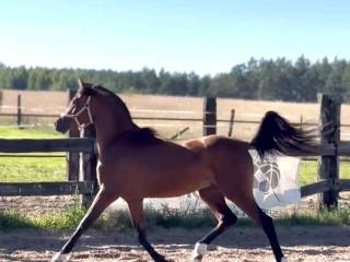 Ogier arabski - Kanz Al Bidayer / Kahil Al Shaqab