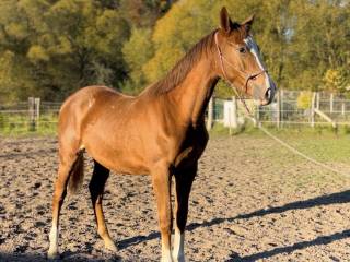 Obiecująca roczna klacz Polski koń sportowy