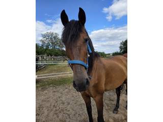 Sprzedam 14-sto letniego wałacha andaluza