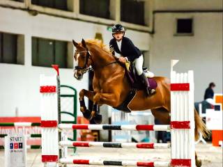 Piękna klacz skokowa