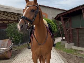 Piękna klacz skokowa