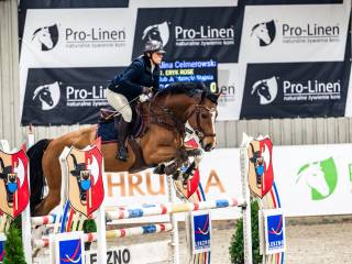 Wałach 5 lat do sportu