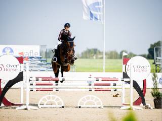 Koń do wygrywania! Sportowy wałach