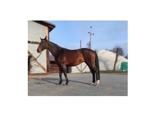 klacz oldenburska, doskonała matka, spokojny charakter, źrebna H-eldorado