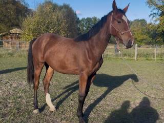 Przyszłościowa klacz Polski koń sportowy