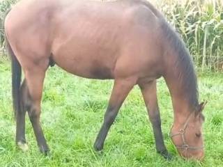 Sprzedam łagodnego ogiera pełnej krwi angielskiej z dobrym ruchem