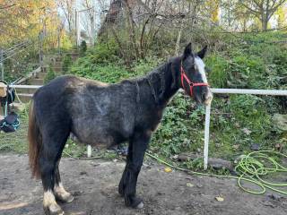 Klacz tinker sabino rok