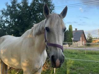 Klacz dla dziecka profesor