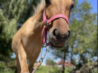 2 letnia klacz przyszłościowo do sportu