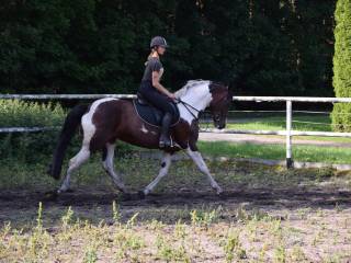 Srokata klacz z pełnym skokowym rodowodem