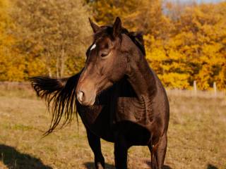 Sprzedam Klacz małopolska