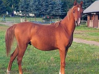 Ogier Arabski 1,5-roku, KOLORADO PRINCE oo po RFI FARID oo