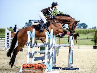 Doświadczony wałach skokowy