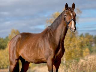 Piękny, duży WAŁACH