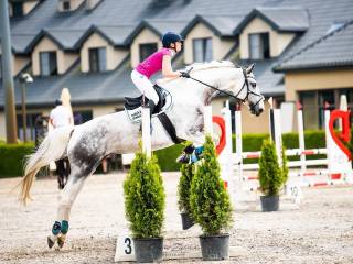 Klacz 9 lat wielkopolska siwosrokata