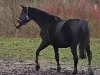 Sprzedam klacz hanowerską ujeżdżeniową źrebną ogierem Bon Bolero