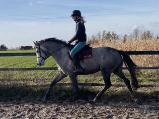 4-letnia klacz po Levus/Etoulon VDL z matki po Malibu