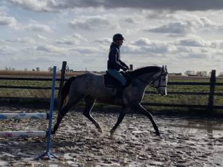 4-letnia klacz po Levus/Etoulon VDL z matki po Malibu